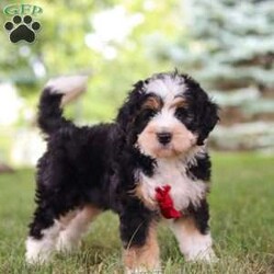 George/Mini Bernedoodle									Puppy/Male	/8 Weeks,Say hello to George, the sweetest Mini Bernedoodle puppy who embodies the perfect blend of sweetness and spunk. With a soft wavy hair coat, he is an absolute joy to snuggle, his round expressive eyes twinkle with curiosity and intelligence, revealing a playful spirit that’s ready for any adventure. He is bursting with energy and love spend a little time with him and you will have found your new bestie! 