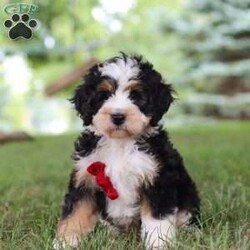 George/Mini Bernedoodle									Puppy/Male	/8 Weeks,Say hello to George, the sweetest Mini Bernedoodle puppy who embodies the perfect blend of sweetness and spunk. With a soft wavy hair coat, he is an absolute joy to snuggle, his round expressive eyes twinkle with curiosity and intelligence, revealing a playful spirit that’s ready for any adventure. He is bursting with energy and love spend a little time with him and you will have found your new bestie! 