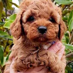 CAVOODLE- 2x Female 2x Male Available Aug 4th /Cavoodle/Both/Younger Than Six Months,Our gorgeous Puppies have been wormed from 2 weeks of age & will be continually wormed until they go to their forever homes.All puppies have had their Vet Health check 1st Vaccination, Microchipped & come with a perfect bill of health.Our Babies have been raised in our home with lots of love & attention and are extremely sociable and playful.We provide a pack to take home with Puppy Food, blanket with mum's smell, puppy toys to make the transition to their new home easier, also Puppy Vaccination certificate with vet history - and a worming schedule to continue at home.Your welcome to come see the puppies in Melton 3337, or we are happy to face time if easier.