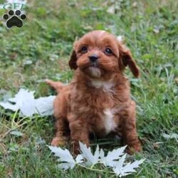 Captin Morgan/Cavapoo									Puppy/Male	/8 Weeks,Hey There, My name is Captin Morgan! I am a very cute male Cavapoo puppy. I was born on May 25th, 2024. I am such a sweet and playful little boy! I am looking for my new family, could that be with you? If you choose me I will come home to you vet checked and microchipped. If you think that I would make the perfect addition to your family, then please call or text to find out more information about me! 