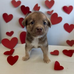 Adopt a dog:Neptune/Mixed Breed/Male/Baby,THE FOLLOWING PET IS FOSTERED IN COLORADO BUT AVAILABLE FOR TRANSPORT!!! Details below...

Meet Neptune, the sweetest boy you'll ever meet! Born on May 28th during a tumultuous tornado in Texas, Neptune and his six siblings, along with their devoted mama, were rescued from a challenging hoarding situation just hours after birth. Despite his rocky start, Neptune has grown into a loving and affectionate companion who adores human interaction.

Currently thriving in a nurturing foster home in Fort Collins, Colorado, Neptune is cherished for his gentle nature and playful spirit. He loves cuddles and enjoys playtime, always eager to engage with his favorite toys or snuggle up for a cozy nap.

If you're ready to welcome this affectionate and lovable boy into your life, Neptune is eagerly waiting to meet you. Could you be the one to provide Neptune with the loving forever home he deserves, filled with warmth, affection, and endless companionship?

OUR DOGS ARE FOSTERED IN TEXAS OR COLORADO BUT AVAILABLE FOR ADOPTION AND TRANSPORT OUT OF STATE. Read below for more information.

All of our dogs are located in a foster home in Texas or Colorado. Our dogs are transported to a predetermined location agreed upon by the rescue. The adoption contract and fee are finalized prior to transport. As a Mutts N Such direct adoption, the adoption interview/meet and greet occurs on video call (Skype, FB Messenger call, Facetime, etc).

Our out of state adoption fee is $350 plus transport (varies by location). This fee includes all current vaccinations, deworming, a registered microchip, fecal analysis, spay/neuter for pets 6 months & older, and a heartworm test if over 6 months old. All dogs will be current on flea/heartworm prevention. A health exam will be completed and a certificate issued by a veterinarian within 10 days. If you are interested in adopting, please complete our application:

https://petstablished.com/adoption_form/57167/generic