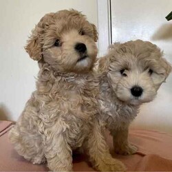 Poochon puppies - Boys /Other/Male/Younger Than Six Months,Poochon puppiesx2 boys availableOne light brown/tanOne beige/creamFrom a litter of 5Mum is pure bichon frise (on view)Dad is red toy poodlePups are microchipped and had their 1st vaxReady to go 25th JulyLocated Doncaster 