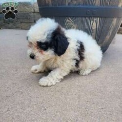 Chief/Miniature Poodle									Puppy/Male	/8 Weeks,Meet Chief! He’s a shy but adorable puppy. Does great around children. Vet checked and up to date on all shots and de-wormer. Parents are genetically clear.