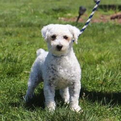 Bell/Bichon Frise									Puppy/Female	/7 Weeks,Introducing Bell, an irresistibly adorable ACA Bichon puppy looking for her forever home! With fluffy fur and eyes that sparkle with curiosity, this little girl is ready to fill your home with joy. She has a heart full of love and a playful spirit that will fill your home with laughter. Whether cuddled up on the couch or exploring the great outdoors she is ready to bring endless joy and companionship to the lucky family that opens their hearts to her boundless affection. Her playful demeanor makes her a wonderful companion for both individuals and families alike. Plus her fluffy coat is hypoallergenic, making her perfect for those with sensitivities. The momma is named Marigold. She has a heart of gold and is the best momma to the puppies. Dad is handsome boy named Cody. He has a goofy personality and keeps us all entertained. All of our pups are up to date on all vaccines and dewormer, are microchipped, and come with our two year genetic health guarantee, and they have received a full, nose to tail exam from our vet. If you have any more questions or would like to schedule a visit you can call anytime Monday-Saturday. Thanks! Christ and Joanna Troyer 