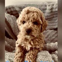 Adopt a dog:Moodle Puppies - 1 Females & 2 Males Left/Poodle (Toy)/Both/Younger Than Six Months,Family Owned & Operated Boutique Breeder of FB1 Moodle