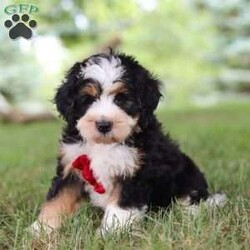 George/Mini Bernedoodle									Puppy/Male	/8 Weeks,Say hello to George, the sweetest Mini Bernedoodle puppy who embodies the perfect blend of sweetness and spunk. With a soft wavy hair coat, he is an absolute joy to snuggle, his round expressive eyes twinkle with curiosity and intelligence, revealing a playful spirit that’s ready for any adventure. He is bursting with energy and love spend a little time with him and you will have found your new bestie! 