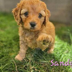 Adopt a dog:Adorable Cavoodle Puppies /Cavoodle/Both/Younger Than Six Months,We have 3 Adorable 2nd Generation Cavoodles who will be ready for their FURever homes on the 7th August 2024 when they are 8 weeks old (they were born on 12th June 2024).If you would like to see more pictures of the parents or puppies you can visit their Instagram rufus.coco.luna