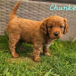 Adopt a dog:Adorable Cavoodle Puppies /Cavoodle/Both/Younger Than Six Months,We have 3 Adorable 2nd Generation Cavoodles who will be ready for their FURever homes on the 7th August 2024 when they are 8 weeks old (they were born on 12th June 2024).If you would like to see more pictures of the parents or puppies you can visit their Instagram rufus.coco.luna