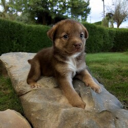 Adopt a dog:Neptune/Mixed Breed/Male/Baby,THE FOLLOWING PET IS FOSTERED IN COLORADO BUT AVAILABLE FOR TRANSPORT!!! Details below...

Meet Neptune, the sweetest boy you'll ever meet! Born on May 28th during a tumultuous tornado in Texas, Neptune and his six siblings, along with their devoted mama, were rescued from a challenging hoarding situation just hours after birth. Despite his rocky start, Neptune has grown into a loving and affectionate companion who adores human interaction.

Currently thriving in a nurturing foster home in Fort Collins, Colorado, Neptune is cherished for his gentle nature and playful spirit. He loves cuddles and enjoys playtime, always eager to engage with his favorite toys or snuggle up for a cozy nap.

If you're ready to welcome this affectionate and lovable boy into your life, Neptune is eagerly waiting to meet you. Could you be the one to provide Neptune with the loving forever home he deserves, filled with warmth, affection, and endless companionship?

OUR DOGS ARE FOSTERED IN TEXAS OR COLORADO BUT AVAILABLE FOR ADOPTION AND TRANSPORT OUT OF STATE. Read below for more information.

All of our dogs are located in a foster home in Texas or Colorado. Our dogs are transported to a predetermined location agreed upon by the rescue. The adoption contract and fee are finalized prior to transport. As a Mutts N Such direct adoption, the adoption interview/meet and greet occurs on video call (Skype, FB Messenger call, Facetime, etc).

Our out of state adoption fee is $350 plus transport (varies by location). This fee includes all current vaccinations, deworming, a registered microchip, fecal analysis, spay/neuter for pets 6 months & older, and a heartworm test if over 6 months old. All dogs will be current on flea/heartworm prevention. A health exam will be completed and a certificate issued by a veterinarian within 10 days. If you are interested in adopting, please complete our application:

https://petstablished.com/adoption_form/57167/generic