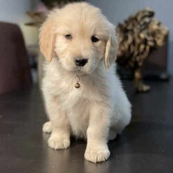 Adopt a dog:Most beautiful little of first generation golden retriever puppies/Golden Retriever/Both/Younger Than Six Months,Gorgeous little of first generation golden retriever puppies⭐️