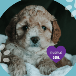 Miniature Cavoodles/Cavoodle/Female/Younger Than Six Months,