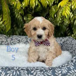 /Cavoodle/Both/Younger Than Six Months,We have a gorgeous litter of miniature Cavoodle puppies, READY TO GO NOW to their loving new homes.Our beautiful puppies are first generation, mum is a pure breed ruby cavalier King Charles spaniel and dad is a pure breed miniature poodle, DNA tested with Orivet, friendly, affectionate family pets both weigh around 8-9kilos and approximately 38cm in height.Cavoodles are the perfect breed for any family.These playful and cuddly puppies are microchipped, vaccinated 1st and 2nd, Vet checked and wormed/tick/flea treated and 6 weeks pet insurance.2 Male PuppiesVisits WelcomeRegistered breeder with the RPBA5648BIN0009435405445