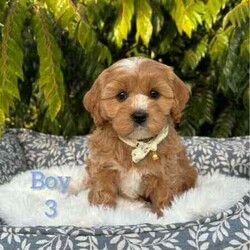 /Cavoodle/Both/Younger Than Six Months,We have a gorgeous litter of miniature Cavoodle puppies, READY TO GO NOW to their loving new homes.Our beautiful puppies are first generation, mum is a pure breed ruby cavalier King Charles spaniel and dad is a pure breed miniature poodle, DNA tested with Orivet, friendly, affectionate family pets both weigh around 8-9kilos and approximately 38cm in height.Cavoodles are the perfect breed for any family.These playful and cuddly puppies are microchipped, vaccinated 1st and 2nd, Vet checked and wormed/tick/flea treated and 6 weeks pet insurance.2 Male PuppiesVisits WelcomeRegistered breeder with the RPBA5648BIN0009435405445