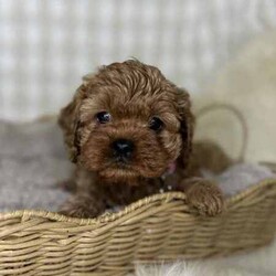 Adopt a dog:3 x F1 Toy Cavoodles (DNA Clear) Free Delivery Sydney//Both/Younger Than Six Months,3 x beautiful first generation Toy Cavoodle puppies available to a loving home. Ready to go from 1st August and we can deliver to Sydney that date.1 x male2 x femalesPuppies come :- With first round of vaccinations & microchipped- Vet check report- 6 weeks free pet insurance- Not desexed- Wormed every 2 weeksThe puppies have been raised indoors and outdoors, and around children and other puppies.The mother is an 7kg DNA tested ruby King Charles Cavalier (DNA tested), the father is a 3.7kg Ruby Red Toy Poodle (DNA Clear). We own both parents and I can send photos of parents on request.Once our puppies leave, we:- Would love to see updates!- Offer a rehoming policy- Offer a 18 month health guarantee- Have a Facebook page you can stay in touch or see other puppies we have bred- Offer support and are free to talk at any time throughout your puppies lifeWe are located in Nyngan NSW, can get to Dubbo at any stage. Road transport is usually organised from Dubbo. There will be free transport to Sydney, with a chosen meeting location and time. Happy to arrange other freight at buyers expense, flights from Sydney to another capital city are usually around $300Full members of AAPDB: 16947BIN: B000738270We have a website & Facebook page Country Canine Co. Please look on our Facebook group Country Canine Co. Families for photos of the previous litter as adults.