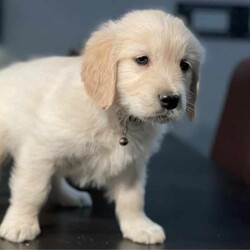 Adopt a dog:Most beautiful little of first generation golden retriever puppies/Golden Retriever/Both/Younger Than Six Months,Gorgeous little of first generation golden retriever puppies⭐️