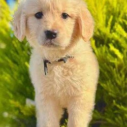 Adopt a dog:Most beautiful little of first generation golden retriever puppies/Golden Retriever/Both/Younger Than Six Months,Gorgeous little of first generation golden retriever puppies⭐️