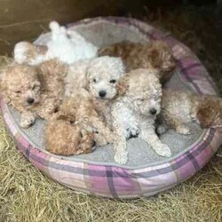 Toy poodle for sale/Poodle (Toy)/Female/Younger Than Six Months,