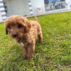 Cavoodle Puppies First Gen Ready for a new home!!/Cavoodle/Both/Younger Than Six Months,Cavoodle puppies first generation 8 weeks old ready for a new home!!Microchipped and vaccinatedX3 boysX1 GirlMother: Lexi (King Charles cavalier Purebred)Dad (Toy Poodle)Can meet the puppies in Parkwood Goldcoastregistered breeder and responsible pet breeders member (RPB)prefer call or textRonald ******7422 REVEAL_DETAILS Bill ******8950 REVEAL_DETAILS 