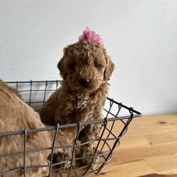 Beautiful cavoodles/Cavoodle/Female/Younger Than Six Months,We have our beautiful, healthy and intelligent second generation cavoodles, 3 girls and 2 boys available. They were born on 7th of June.Mum is medium cavoodle and dad is dark red toy poodle, both smart, healthy and amazing dogs.Please message me if you are interested or have any questions.Serious buyers only!South East Queensland 