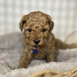 2 x Toy Poodles (DNA Clear) Free Delivery Sydney/Poodle (Toy)/Both/Younger Than Six Months,2 x beautiful purebred Toy Poodle puppies available to a loving home. Ready to go from 14th August and we can deliver to Sydney that date.1 x female1 x malePuppies come :- With first round of vaccinations & microchipped- Vet check report- 6 weeks free pet insurance- Not desexed- Wormed every 2 weeksThe puppies have been raised indoors and outdoors, and around children and other puppies.The mother is a red toy poodle 3.5kg (DNA clear), the father is a 3.7kg Ruby Red Toy Poodle (DNA Clear). We own both parents and I can send photos of parents on request.Once our puppies leave, we:- Would love to see updates!- Offer a rehoming policy- Offer a 18 month health guarantee- Have a Facebook page you can stay in touch or see other puppies we have bred- Offer support and are free to talk at any time throughout your puppies lifeWe are located in Nyngan NSW, can get to Dubbo at any stage. Road transport is usually organised from Dubbo. There will be free transport to Sydney, with a chosen meeting location and time. Happy to arrange other freight at buyers expense, flights from Sydney to another capital city are usually around $300Full members of AAPDB: 16947BIN: B000738270We have a website & Facebook page Country Canine Co. Please look on our Facebook group Country Canine Co. Families for photos of the previous litter as adults. 