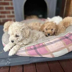 Toy poodle for sale/Poodle (Toy)/Female/Younger Than Six Months,