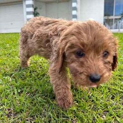 Cavoodle Puppies First Gen Ready for a new home!!/Cavoodle/Both/Younger Than Six Months,Cavoodle puppies first generation 8 weeks old ready for a new home!!Microchipped and vaccinatedX3 boysX1 GirlMother: Lexi (King Charles cavalier Purebred)Dad (Toy Poodle)Can meet the puppies in Parkwood Goldcoastregistered breeder and responsible pet breeders member (RPB)prefer call or textRonald ******7422 REVEAL_DETAILS Bill ******8950 REVEAL_DETAILS 