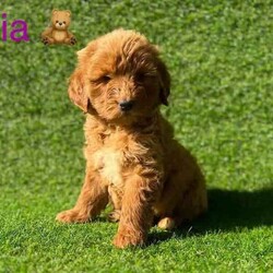 Gorgeous groodle puppies (2nd gen)/Poodle (Standard)/Both/Younger Than Six Months,2nd generation groodle puppiesLooking for forever homesReady to go on 23/7Rufus- AVAILABLEMia-AVAILABLEAlfie-AVAILABLEBandit-AVAILABLENon shedding ✅Puppies include a puppy packA total of 2 vaccination and 2 health checks along with their microchip and worming complete.They will be on the larger side of a medium sized dog at full grown at about 20kg