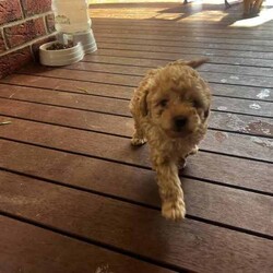 Toy poodle for sale/Poodle (Toy)/Female/Younger Than Six Months,