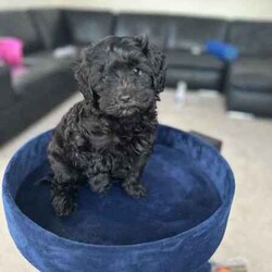 Toy F1B Cavoodle Pup./Cavoodle/Both/Younger Than Six Months,8 week old FB1 toy Cavoodles. Toy Poodle x Toy Cavoodle.Pups have had lots of socialising. Love and cuddles. All grown up with children ages from 5-23!1 x Red Boy (white stripe in chest) SOLD2 x Black Girls (1 Sold - Photos are of black girl still available)1 x Red Girl (smoother coat). SOLDViewing times available prior to purchase. Pick up only.-Vaccinated(up to date)-Wormed (2,4,6 and 8 weeks)-microchipped-Vet checkedLoving, playful and cuddly pups…Please contact for more details or viewing times.