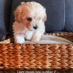 Shmoodle pups (Maltese x Shih Tzu x Mini Poodle)//Both/Younger Than Six Months,Shmoodle PupsBorn 3/6/2024Ready for new home 29/7/2024Wormed every 2 weeksVet checked, vaccinated and microchippedMales $18001 x Black and White1 x Black, white and brown2 x CreamFemales $20001 x Apricot1 x Black and WhiteVery placid puppies, lay on back, can trim eyes and bottom, worm, wash etc. Have previously been sold and currently as support dogs.Bin. 0006034592951RPBA. 4836Mum pictured(Silver and White Maltese x Shih Tzu) 6.4kgsDad pictured(Apricot Mini Poodle) 4.5kgs