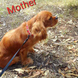 Cavoodle pups/Poodle (Miniature)/Male/Younger Than Six Months,W had a litter of 6 gorgeous cavoodle pups born, 5 boys and 1 girl pup, Mum is a king Charles spaniel Cavalier, and dad is a mini poodle, the pups are 1st generation Cavoodle, pups are vaccinated, micro-chipped, and de-wormed before rehoming, pups are healthy playful, a non-shedding coat, buyers text me on: ******6873, the pups be ready for rehoming on the 13 th of July. REVEAL_DETAILS Boy pups $1500.Bin0004246376361, RPBA1267