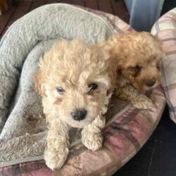 Toy poodle for sale/Poodle (Toy)/Female/Younger Than Six Months,