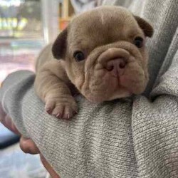 Pedigree mdba Isabella French bulldog/French Bulldog/Female/Younger Than Six Months,Pedigree mdba Isabella French bulldog femaleRare colour and perfect structureWe have been holding this girl to keep her to breed but we have purchased another property so will have to keep one from the next litterAya Isabella carry coco and creamNew shade makerWe are a small in house breeder that breed the best from the best.All puppies have grown up with kids and babies as well as cats.Puppy pack provided and provide a life long support for you and your pup. We have many references for you to contact as well :)This is pet price only please send me a message for mainsMore photos can be found at Nonphixion French bulldogs on Facebook and InstagramRegistered mdba breeders 21895