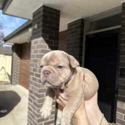 Pedigree mdba Isabella French bulldog/French Bulldog/Female/Younger Than Six Months,Pedigree mdba Isabella French bulldog femaleRare colour and perfect structureWe have been holding this girl to keep her to breed but we have purchased another property so will have to keep one from the next litterAya Isabella carry coco and creamNew shade makerWe are a small in house breeder that breed the best from the best.All puppies have grown up with kids and babies as well as cats.Puppy pack provided and provide a life long support for you and your pup. We have many references for you to contact as well :)This is pet price only please send me a message for mainsMore photos can be found at Nonphixion French bulldogs on Facebook and InstagramRegistered mdba breeders 21895