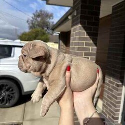 Pedigree mdba Isabella French bulldog/French Bulldog/Female/Younger Than Six Months,Pedigree mdba Isabella French bulldog femaleRare colour and perfect structureWe have been holding this girl to keep her to breed but we have purchased another property so will have to keep one from the next litterAya Isabella carry coco and creamNew shade makerWe are a small in house breeder that breed the best from the best.All puppies have grown up with kids and babies as well as cats.Puppy pack provided and provide a life long support for you and your pup. We have many references for you to contact as well :)This is pet price only please send me a message for mainsMore photos can be found at Nonphixion French bulldogs on Facebook and InstagramRegistered mdba breeders 21895