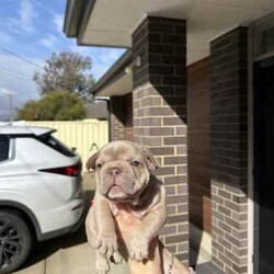 Pedigree mdba Isabella French bulldog/French Bulldog/Female/Younger Than Six Months,Pedigree mdba Isabella French bulldog femaleRare colour and perfect structureWe have been holding this girl to keep her to breed but we have purchased another property so will have to keep one from the next litterAya Isabella carry coco and creamNew shade makerWe are a small in house breeder that breed the best from the best.All puppies have grown up with kids and babies as well as cats.Puppy pack provided and provide a life long support for you and your pup. We have many references for you to contact as well :)This is pet price only please send me a message for mainsMore photos can be found at Nonphixion French bulldogs on Facebook and InstagramRegistered mdba breeders 21895