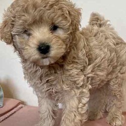 Poochon puppies - Boys /Other/Male/Younger Than Six Months,Poochon puppiesx2 boys availableOne light brown/tanOne beige/creamFrom a litter of 5Mum is pure bichon frise (on view)Dad is red toy poodlePups are microchipped and had their 1st vaxReady to go 25th JulyLocated Doncaster 