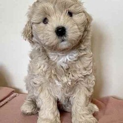 Poochon puppies - Boys /Other/Male/Younger Than Six Months,Poochon puppiesx2 boys availableOne light brown/tanOne beige/creamFrom a litter of 5Mum is pure bichon frise (on view)Dad is red toy poodlePups are microchipped and had their 1st vaxReady to go 25th JulyLocated Doncaster 