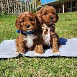 Adopt a dog:Cavoodle Puppies. 1st Gen Cavalier King Charles Spaniel X Mini Poodle/Cavoodle/Male/Younger Than Six Months,Ready for their new homes now!We have a beautiful litter of red and white male cavoodle puppies for sale. They will be ready for their new homes on the 26th July when they are 8 weeks old. They are vibrant healthy pups who have all had a vet health check, 1st vaccination and have been microchipped.Mum is a purebred Cavalier King Charles Spaniel and Dad is a purebred red Minature Poodle making these puppies the sought after 1st Generation cross. Both mum and dad have a very kind and gentle nature and are loved members of the family. They have both been DNA tested from Orivet.Our cavoodles make great family pets and have been carefully and lovingly raised to ensure they have the best possible start to life. They all come with a puppy pack to get them started in their new home.Pink Ribbon Male $1500Purple Ribbon Male SOLDRed Ribbon Male SOLDBlue Ribbon Male SOLDNo ribbon Male $1500Price is negotiable for the right home.Please feel free to contact Rebecca on ******** 798 or Simon on ******** 519 or send a gumtree message for more information or to arrange a viewing at our home. Free delivery to Brisbane, Gold Coast and Sunshine Coast can be arranged. Interstate enquiries welcome. REVEAL_DETAILS RBPA 8418