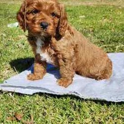 Adopt a dog:Cavoodle Puppies. 1st Gen Cavalier King Charles Spaniel X Mini Poodle/Cavoodle/Male/Younger Than Six Months,Ready for their new homes now!We have a beautiful litter of red and white male cavoodle puppies for sale. They will be ready for their new homes on the 26th July when they are 8 weeks old. They are vibrant healthy pups who have all had a vet health check, 1st vaccination and have been microchipped.Mum is a purebred Cavalier King Charles Spaniel and Dad is a purebred red Minature Poodle making these puppies the sought after 1st Generation cross. Both mum and dad have a very kind and gentle nature and are loved members of the family. They have both been DNA tested from Orivet.Our cavoodles make great family pets and have been carefully and lovingly raised to ensure they have the best possible start to life. They all come with a puppy pack to get them started in their new home.Pink Ribbon Male $1500Purple Ribbon Male SOLDRed Ribbon Male SOLDBlue Ribbon Male SOLDNo ribbon Male $1500Price is negotiable for the right home.Please feel free to contact Rebecca on ******** 798 or Simon on ******** 519 or send a gumtree message for more information or to arrange a viewing at our home. Free delivery to Brisbane, Gold Coast and Sunshine Coast can be arranged. Interstate enquiries welcome. REVEAL_DETAILS RBPA 8418