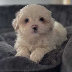 Maltese Shih Tzu Puppies/Maltese Shih Tzu/Both/Younger Than Six Months,We have 4 cuddly Maltese Shih Tzu Puppies available. 2 Males and 2 Females born on the 31st May and will be ready to go to their forever homes on Friday 26th July when they are 8 weeks of age.We have:1 Black and White Male1 Brown and White Male2 Tan and White FemalesOur puppies have been Health Checked, Vaccinated and Microchipped. All documentation including Health Check Certificate, Vaccination Records and Microchipping Paperwork will be supplied. They are up to date with worming and flea treatment.They have been raised in a family environment and have been brought up with kids and other animals so they will adjust well in any home.If you are interested in adding a bundle of joy to your family please contact me, I look forward to hearing from you.Breeder Registration Number: DACO246603
