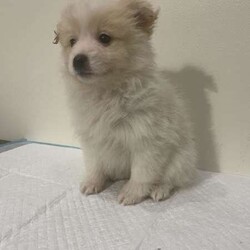 pomeranian puppies looking for their new home/Pomeranian/Both/Younger Than Six Months,I have 6 puppies looking for their new home, they come microchipped and vaccinated and wormed fortnightly, currently training them on puppy pads.d.o.b 4th june 2024.pic 1 male, creampic 2 female, cream and whitepic 3 male, sablepic 4 female, cream and whitepic 5 male, creampic 6 female, blackif interested text me on ******** 010. REVEAL_DETAILS pick up only, no freight.