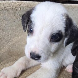 Adopt a dog:Ike Jum/Anatolian Shepherd/Male/Baby,We're the Reese's Pieces pups! We're little cups of sweetness, cuteness, and happy, wiggly, wagging butts!

We're Retriever mix pups and will have lots of energy and want to play with you! Take us outdoors, indoors, on walks, to the park, to the beach, anywhere!

Currently, we're getting caught up on all our medical paperwork so we all can be fully adopted when we hit the proper age! How exciting!

Don't forget about our momma Reese, she'd love to be adopted into a great home!

Local adoption fee is $250 (in TX)
Out of state adoption fee is $500 (includes transport to your area - $50 Temporary Fuel Charge will be added)