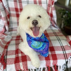 Brody/Bichon Frise/Male/Young