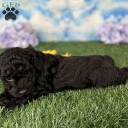 Minnie/Miniature Poodle									Puppy/Female	/7 Weeks,Hey There, My name is Minnie! I am a very beautiful female Toy Poodle puppy! I was born on June 7th, 2024. I am such a sweet and playful little girl! I’m looking for my new family, could that be with you? If you choose me I will come home to you vet checked with my vaccinations and deworming up to date and I will also be microchipped. If you think that I would make the perfect little addition to your family, then please call or text to find out more information about me! I am located in Canton, Ohio! 