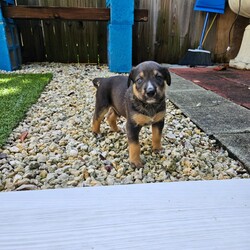 Does Pomegranate Boost Testosterone Levels Know What Studies Says!