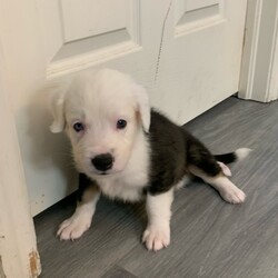 Adopt a dog:Ronaldo/Mixed Breed/Male/Adult,Meet Ronaldo!!! This fluffy male puppy is 8 weeks old. Mom is a lab mix and other dogs on the property we know of were Goldens but only DNA will tell!!! Ronaldo is ready to adopt!! Ronaldo is all puppy!!! He has an adventurous spirit and is curious about everything!!!! Look at that face!!!!