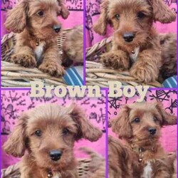 TEACUP Toy Cavoodles *Ready now* 95% toilet trained/Poodle (Toy)/Both/Younger Than Six Months,Cavoodles: Ready NOWHealthy & happy puppies