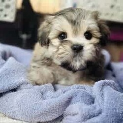 Lhaso Apso x Shitzu Puppies/Other/Both/Younger Than Six Months,Ready for their forever homes I would like to introduce my 6 stunning fur-babies. 3 boys and 3 girlsHypoallergenic non shedding.Trained to go toilet after each feed on and puppy mat inside and grass outside.Have been groomed and enjoy playing in the water and bath.Love to play and with older siblings, mum, dad and children, full of energy but love a cuddle and snuggle.Vaccinated, microchipped and wormed.Please come over and see these beautiful pups anytime if your looking for a new companion to your life