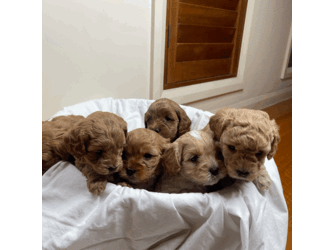 Toy Cavoodle puppies 5 available/Cavoodle/Female/Younger Than Six Months,